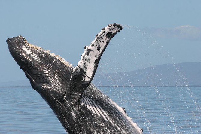 From Ma'alaea Harbor: Whale Watch Cruise Aboard the Malolo - Ma’alaea Harbor to humpbacks: what this Malolo cruise feels like