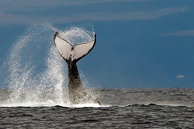 From Ma'alaea Harbor: Whale Watch Cruise Aboard the Malolo - How the 2-hour route sets you up for whale sightings