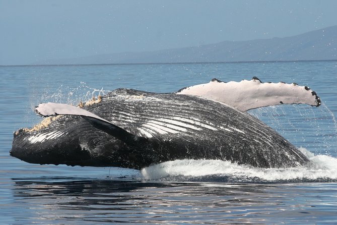 From Ma'alaea Harbor: Whale Watch Cruise Aboard the Malolo - What you might see: breaches, tail slaps, and whale anatomy you’ll start noticing