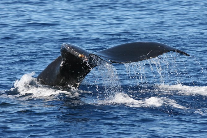 From Ma'alaea Harbor: Whale Watch Cruise Aboard the Malolo - Onboard comfort: shaded cabin, restrooms, and the included drink deal