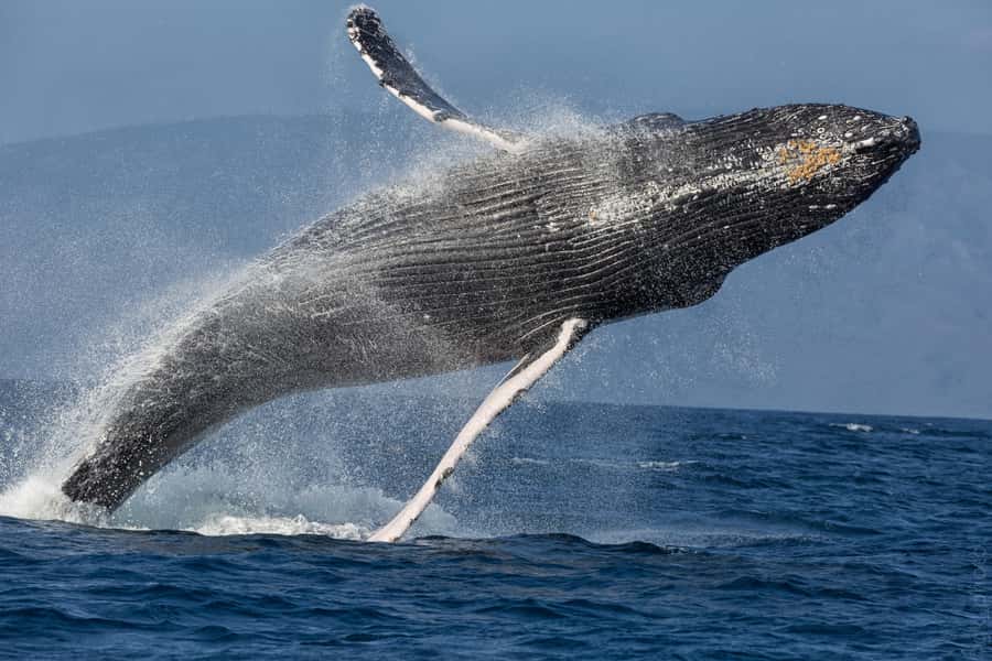 From Ma'alaea: Maui Sunset Cruise with Drinks and Snacks - Wildlife Chances: Seabirds, Dolphins, and Whale Season (Dec–Mar)