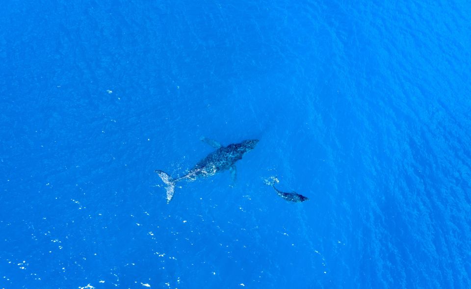 From Maalaea: Whale Watching Catamaran Cruise with Drinks - Should You Book This Maalaea Whale Watching Cruise?