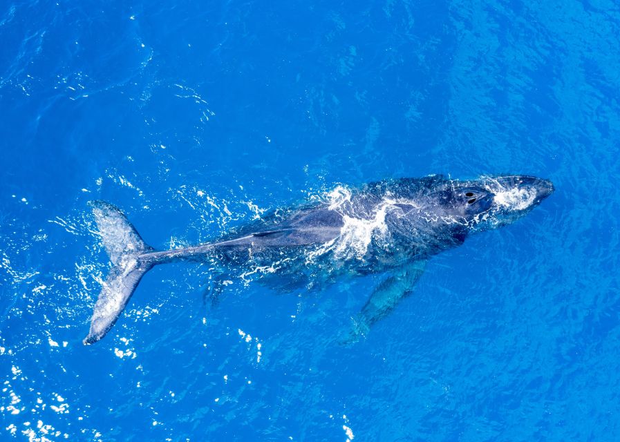From Maalaea: Whale Watching Catamaran Cruise with Drinks - Onboard Winona: Why Small-Boat Whale Watching Feels Close