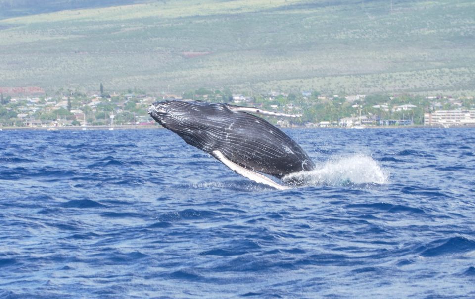 From Maalaea: Whale Watching Catamaran Cruise with Drinks - The Maalaea Pier Start: Meeting Point, Check-In, and What to Bring
