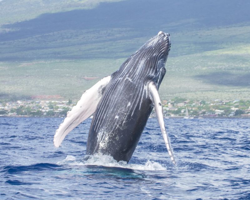 From Maalaea: Whale Watching Catamaran Cruise with Drinks - Stop 2 in Maalaea: Safety Briefing and Welcome Refreshments