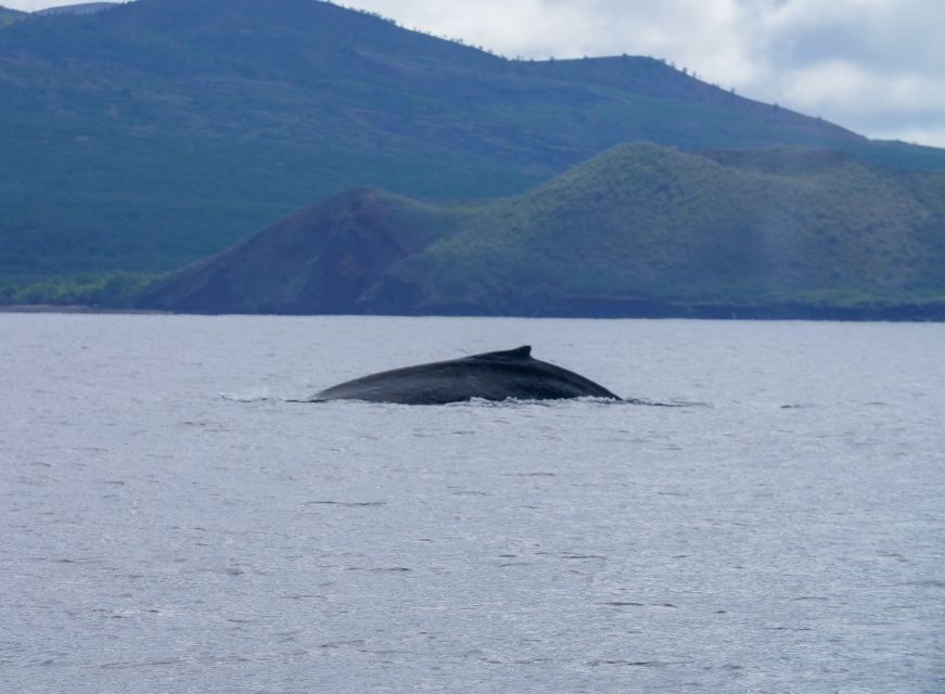 From Maalaea: Whale Watching Catamaran Cruise with Drinks - The 1.5-Hour Whale Watching Stretch: Where the Action Happens