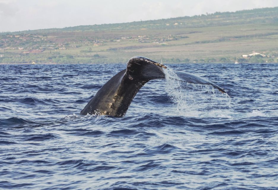 From Maalaea: Whale Watching Catamaran Cruise with Drinks - Drinks and Comfort: How the Included Perks Actually Help