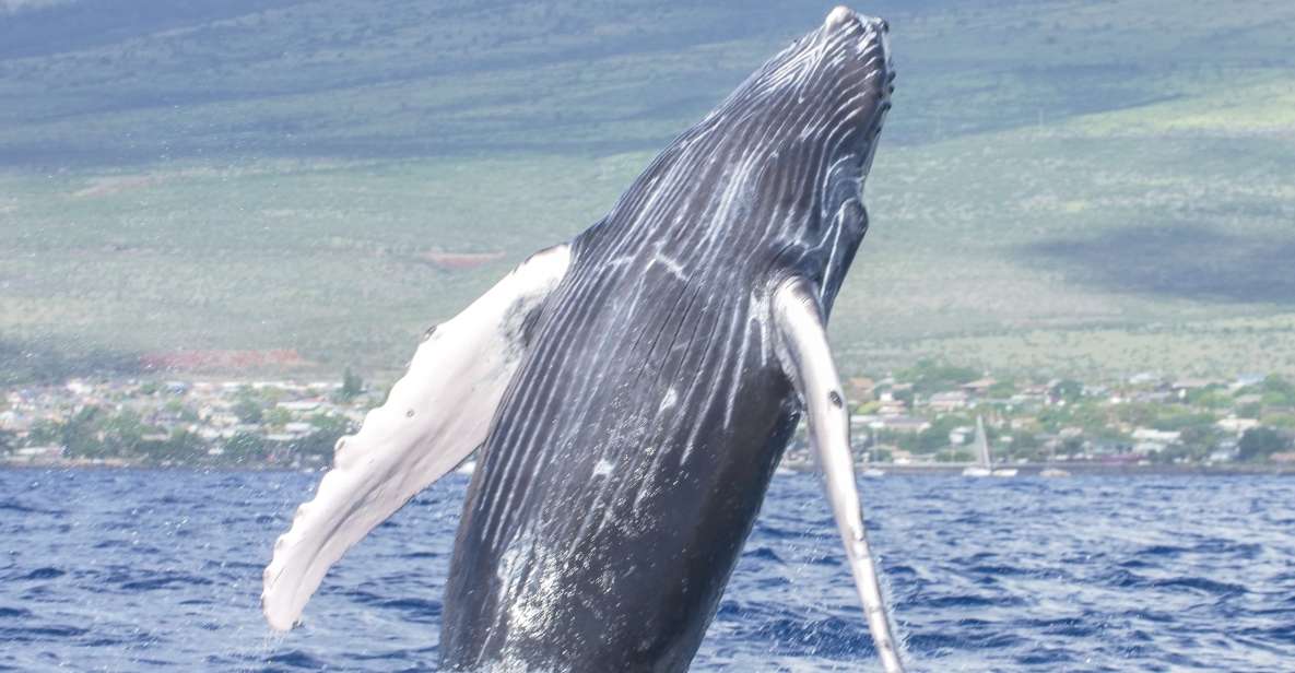 From Maalaea: Whale Watching Catamaran Cruise with Drinks - Price and Value: Is $69 Worth It?