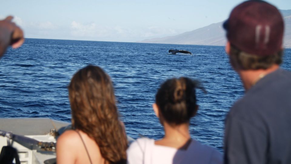 From Maalaea: Whale Watching Catamaran Cruise with Drinks - Who This Cruise Suits Best (And Who Should Think Twice)