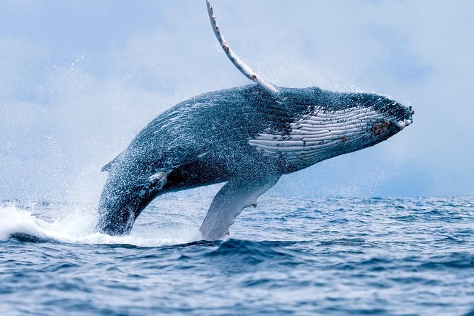 From Maalaea: Whale Watching Tour Aboard the Quicksilver - Ma‘alaea Harbor to the whale zone: how a fast power catamaran changes your odds
