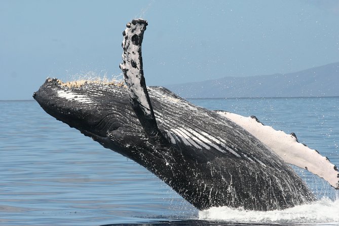 From Maalaea: Whale Watching Tour Aboard the Quicksilver - Underwater hydrophones: turning a sighting into a full audio experience