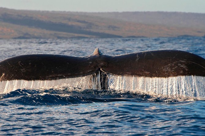 From Maalaea: Whale Watching Tour Aboard the Quicksilver - Drinks, snacks, and onboard comfort: what’s included versus extra