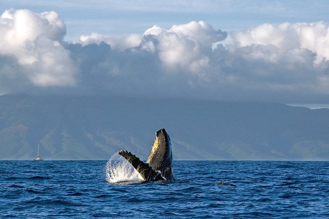 From Maalaea: Whale Watching Tour Aboard the Quicksilver - The crew, the captain, and the storytelling you’ll feel in your seat