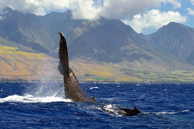 From Maalaea: Whale Watching Tour Aboard the Quicksilver - Who should book Quicksilver, and who should think twice