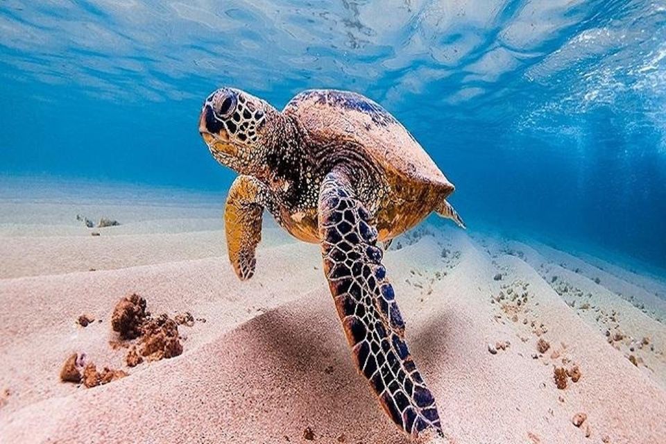 From Waikiki: Oahu Grand Circle Island Experience - A Full Day Loop Around Oahu From Waikiki