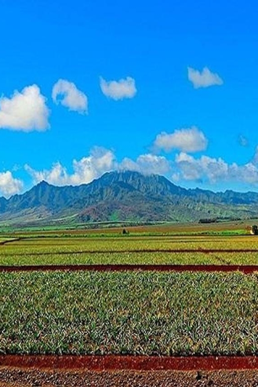 From Waikiki: Oahu Grand Circle Island Experience - Turtle Spotting at Laniakea and Turtle Beach