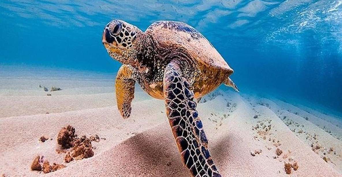 From Waikiki: Oahu Grand Circle Island Experience - Puaʻena Point Beach Park: Snorkel Time With Gear Included