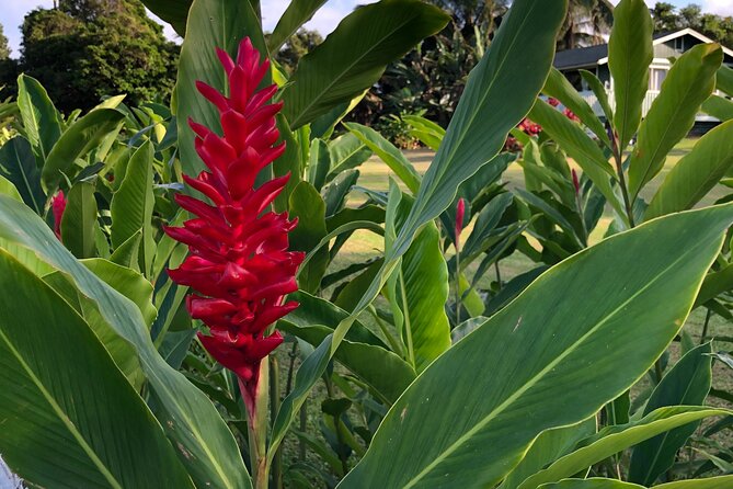 Full-Circle "Reverse" - Luxury Road to Hana Tour from South Maui - Kailani’s Flower Farm Lunch, Then Hana Town at a Human Pace