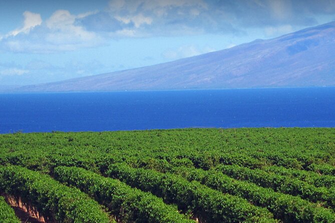 Fun & Affordable! West Maui Open-Air Sightseeing Tour! - Kapalua Resort area stops and the real reason to go with a guide