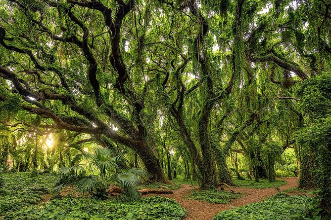 Fun! Open-Air Banyan Tree Forest & Blowhole Sight-Seeing MauiTour - Price and value: what you’re really buying for $99