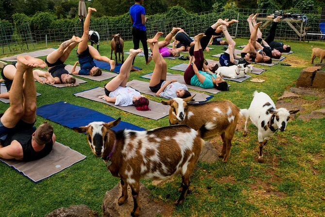 Goat Yoga with Miniature Goats In Maui - Goat Yoga in Kula: Why This Maui Morning Feels Special