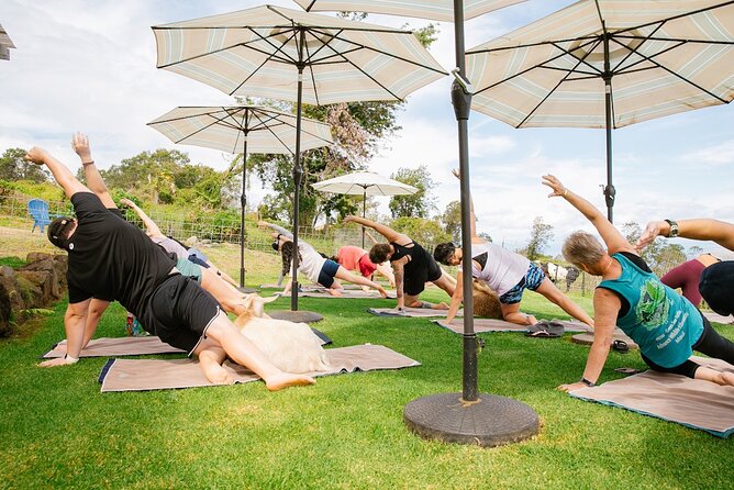 Goat Yoga with Miniature Goats In Maui - Views and Sunrise Light: Where the Calm Comes From