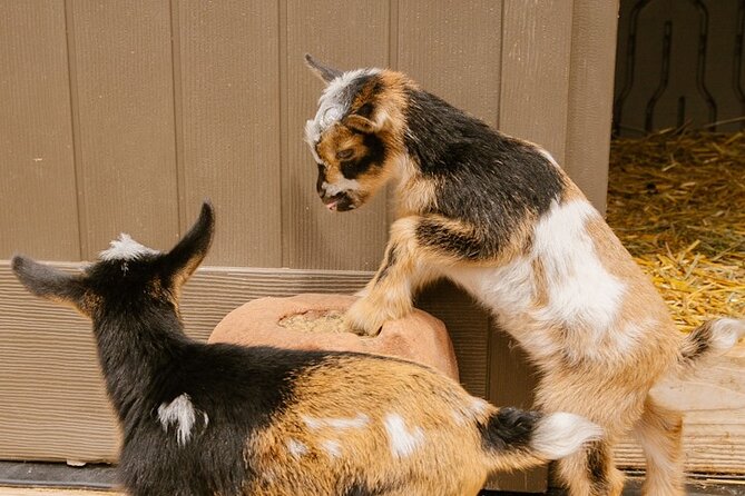 Goat Yoga with Miniature Goats In Maui - Price and Value: What $59 Gets You (and Why It Makes Sense)