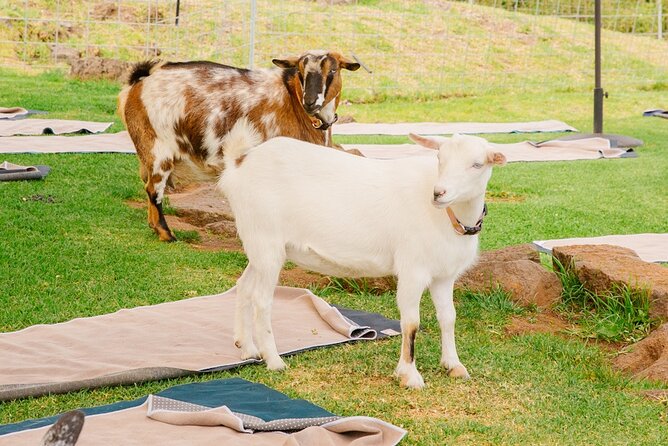 Goat Yoga with Miniature Goats In Maui - Who This Is Best For (and Who Might Prefer a Different Day)