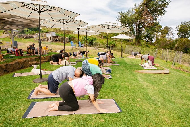Goat Yoga with Miniature Goats In Maui - Practical Tips: Yoga Mat, Clothing, and Managing Goat Chaos