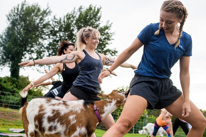 Goat Yoga with Miniature Goats In Maui - Should You Book Goat Yoga in Maui?