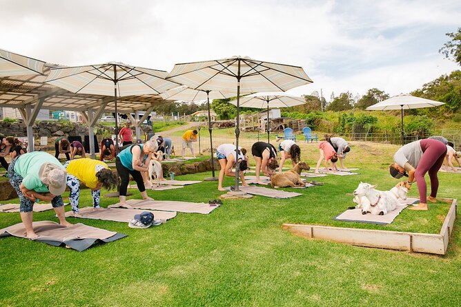 Goat Yoga with Miniature Goats In Maui - Arrive at 936 Keanuhea St and Settle In for a 2-Hour Session