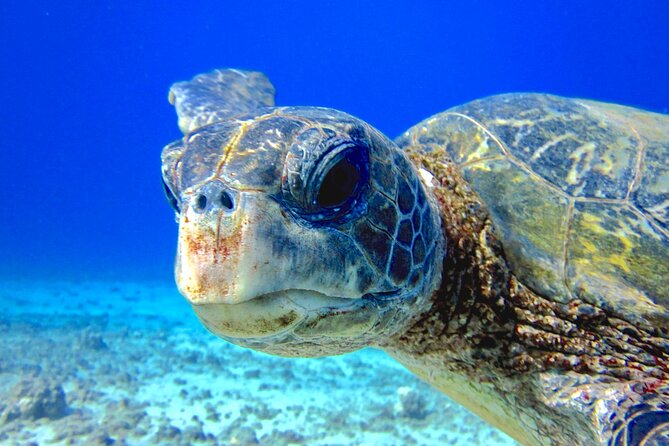 Guided Scuba Dive in Lahaina: Certified - Why a certified skills refresh matters in Maui’s water