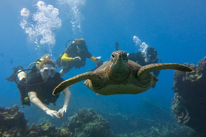 Guided Scuba Dive in Lahaina: Certified - Instructor quality: safety first, with room to have fun