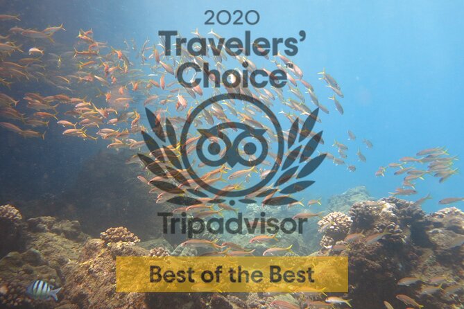 Guided Scuba Dive in Lahaina: Certified - Who should book this Ka’anapali certified shore session