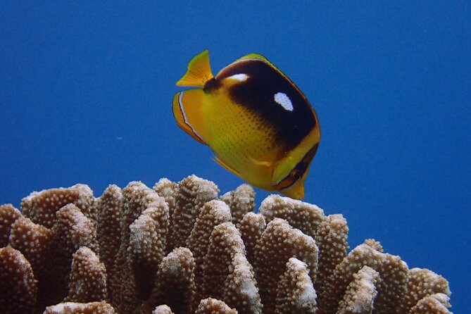 Guided Scuba Dive in Lahaina: Certified - The underwater plan: shallow skills, then West Maui sea life