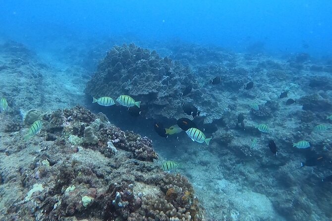 Guided Snorkel Tour for Beginners in Honolulu - Why a shore-based reef lesson is perfect for nervous first timers