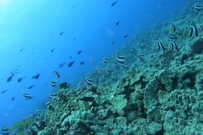 Guided Snorkel Tour for Beginners in Honolulu - Gear and instruction: what you’ll do during the 90-minute experience