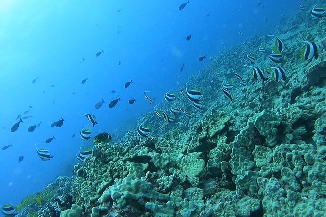 Guided Snorkel Tour for Beginners in Honolulu - Gear and instruction: what you’ll do during the 90-minute experience