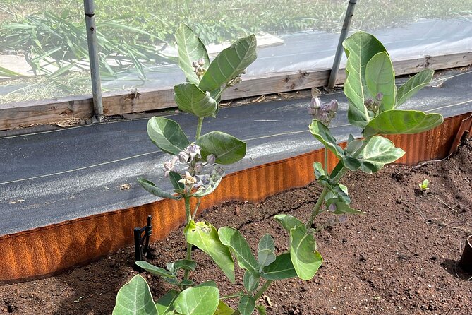 Haiku Butterfly Garden - 1st stop on the Road to Hana! - Weather rules: what good weather changes for you