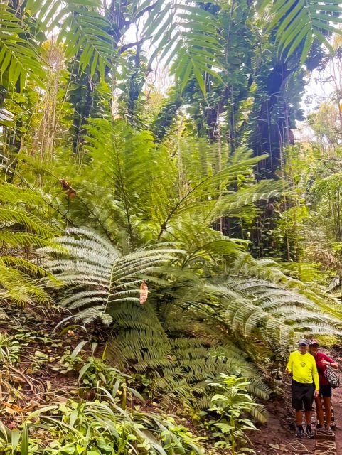 Haiku: Waterfall, Rainforest, and Handcrafted Chocolate Tour - Rain or Shine: What to Expect When the Clouds Roll In
