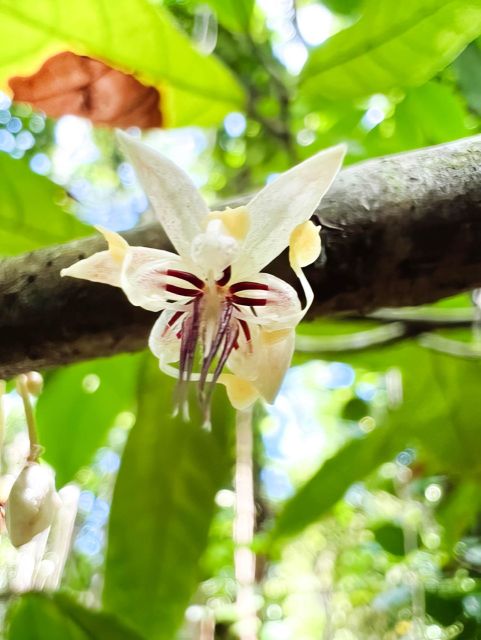 Haiku: Waterfall, Rainforest, and Handcrafted Chocolate Tour - How This Maui Combo Tour Works: Waterfall Mini-Hike + Cacao Chocolate Day