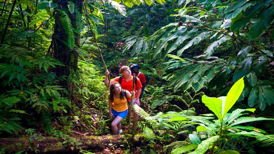 Haiku: Waterfall, Rainforest, and Handcrafted Chocolate Tour - The Easy Rainforest Walk: Waterfall Views in a Micro-Jungle