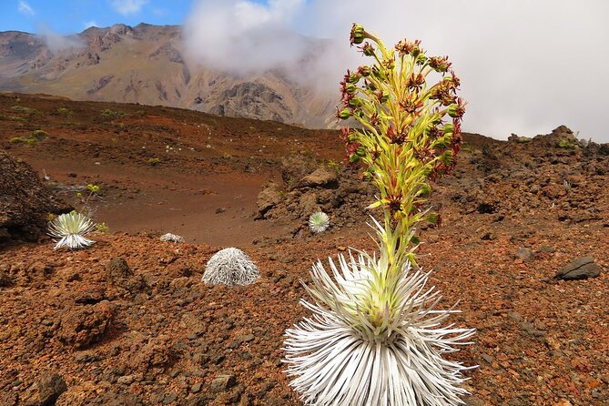 Haleakala Classic Vehicle Sunrise Tour with Breakfast - Stop 1 on Haleakala: the crater rim sunrise moment