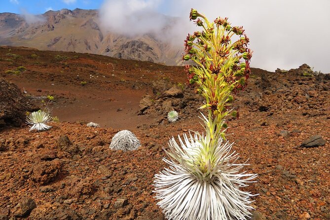Haleakala Summit Best Self-Guided Bike Tour with Bike Maui - How “route changes” affect the ride (and how to handle them)