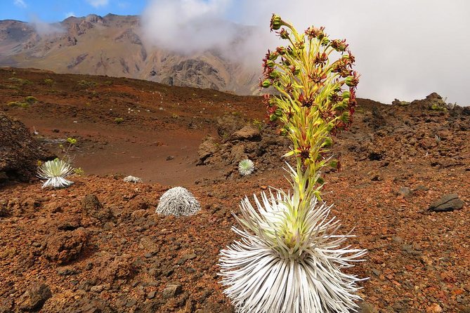 Haleakala Sunrise Best Guided Bike Tour with Bike Maui - The bike descent from 6,500 ft: Fabulous 29 switchbacks, safety, and photo stops