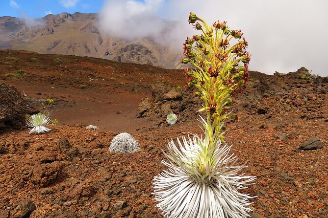 Haleakala Sunrise Best Self-Guided Bike Tour - When Weather Changes the Script: Cold Summit, Possible Rain