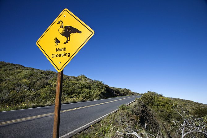 Haleakala Sunset and Stargazing Audio Tour - Bonus Ideas on the Route: Lavender, Orchids, Goat Cheese, and Pineapple Wine