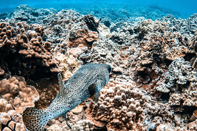 Half-Day Deluxe Molokini Snorkel Excursion in Maui - Getting in the water and staying comfortable