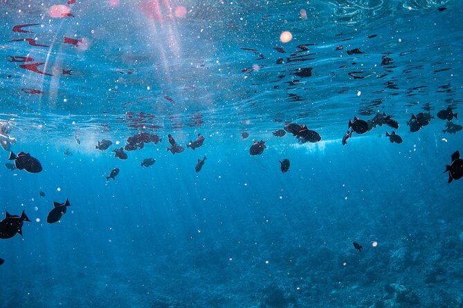 Half-Day Deluxe Molokini Snorkel Excursion in Maui - Who this tour is best for