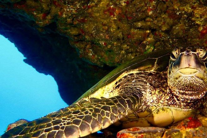 Half Day Snorkel to Lanai from Kaanapali Beach + Dolphin Search - Lanai snorkeling stops: what two hours in the water is really like